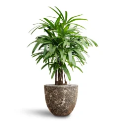 Rhapis Excelsa - Lady Palm - HydroCare 34 Rhapis Excelsa - Lady Palm - HydroCare -Outlet The Ever Sprout Store Rhapis excelsa Lady Palm Hydroculture Lava Couple Relic Planter Rust