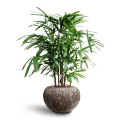Rhapis Excelsa - Lady Palm - HydroCare 24 Rhapis Excelsa - Lady Palm - HydroCare -Outlet The Ever Sprout Store Rhapis excelsa Lady Palm Hydroculture Luxe Lite Waterfall Globe Planter Bronze bbfc434c af63 49a5 a921 32d4359c800d