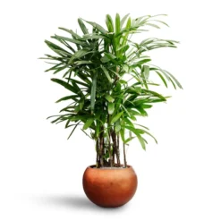 Rhapis Excelsa - Lady Palm - HydroCare 30 Rhapis Excelsa - Lady Palm - HydroCare -Outlet The Ever Sprout Store Rhapis excelsa Lady Palm Hydroculture Metallic Couple Plant Pot Matt Copper