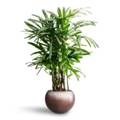 Rhapis Excelsa - Lady Palm - HydroCare 29 Rhapis Excelsa - Lady Palm - HydroCare -Outlet The Ever Sprout Store Rhapis excelsa Lady Palm Hydroculture Metallic Globe Plant Pot Matt Coffee