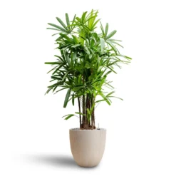 Rhapis Excelsa - Lady Palm - HydroCare 28 Rhapis Excelsa - Lady Palm - HydroCare -Outlet The Ever Sprout Store Rhapis excelsa Lady Palm Hydroculture Raindrop Egg Planter Stone