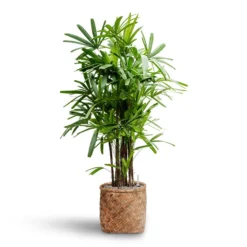 Rhapis Excelsa - Lady Palm - HydroCare 25 Rhapis Excelsa - Lady Palm - HydroCare -Outlet The Ever Sprout Store Rhapis excelsa Lady Palm Hydroculture Zayn Bamboo Planter