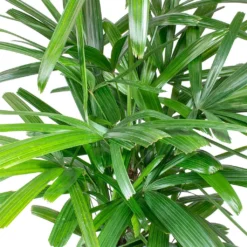 Rhapis Excelsa - Lady Palm - HydroCare 22 Rhapis Excelsa - Lady Palm - HydroCare -Outlet The Ever Sprout Store Rhapis excelsa Lady Palm Leaves 910e89e9 2650 4eee 88d4 abdf8b306550