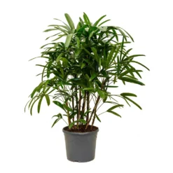 Rhapis Excelsa - Lady Palm -Outlet The Ever Sprout Store Rhapis excelsa Lady Palm XLarge