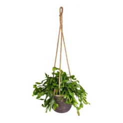 Rhipsalis Crispata - Mistletoe Cactus -Outlet The Ever Sprout Store Rhipsalis crispata Mistletoe Cactus 14x40cm Igmar Hanging Plant Basket Grey 17x14cm