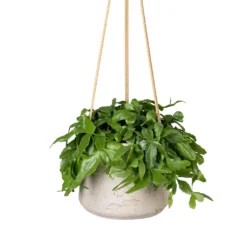 Rhipsalis Crispata - Mistletoe Cactus -Outlet The Ever Sprout Store Rhipsalis crispata Mistletoe Cactus 14x40cm Patt Hanging Plant Pot Grey Washed 20x17cm