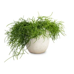 Rhipsalis Heteroclada - Mistletoe Cactus 8 Rhipsalis Heteroclada - Mistletoe Cactus -Outlet The Ever Sprout Store Rhipsalis heteroclada Mistletoe Cactus 21x55cm Cas Plant Pot Cool Grey 25x23cm