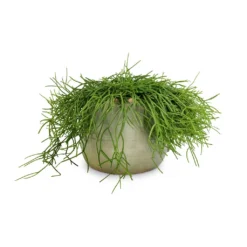 Rhipsalis Heteroclada - Mistletoe Cactus 10 Rhipsalis Heteroclada - Mistletoe Cactus -Outlet The Ever Sprout Store Rhipsalis heteroclada Mistletoe Cactus 21x55cm Iris Plant Pot Mint 26x21cm