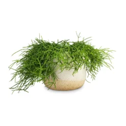 Rhipsalis Heteroclada - Mistletoe Cactus 9 Rhipsalis Heteroclada - Mistletoe Cactus -Outlet The Ever Sprout Store Rhipsalis heteroclada Mistletoe Cactus 21x55cm Iris Plant Pot Sand 26x21cm 1