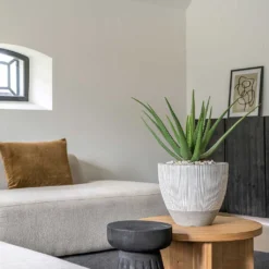 Jesslyn Plant Pot - Ridged White Stripe 15 Jesslyn Plant Pot - Ridged White Stripe -Outlet The Ever Sprout Store Ridged Jesslyn Plant Pot White Stripe Aloe Vera Houseplant