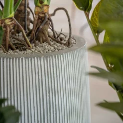 Tall Harith Plant Pot - Ridged White Stripe 11 Tall Harith Plant Pot - Ridged White Stripe -Outlet The Ever Sprout Store Ridged Tall Harith Plant Pot White Stripe Lifestyle 2