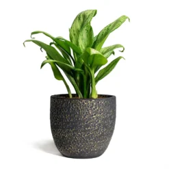 Aglaonema Christina - Chinese Evergreen -Outlet The Ever Sprout Store Rinca Plant Pot Shiny Black 17x15cm Aglaonema Christina Chinese Evergreen 14x35cm 869775fc f93f 411c aabe 52b2bf2172ef