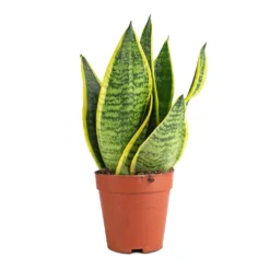 Sansevieria Trifasciata Futura Superba 17 Sansevieria Trifasciata Futura Superba -Outlet The Ever Sprout Store Sanseviera trifasciata Futura Superba 9x30cm