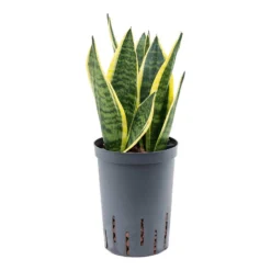 Sansevieria Futura Superba - HydroCare 7 Sansevieria Futura Superba - HydroCare -Outlet The Ever Sprout Store Sansevieria Futura Superba Hydroculture2
