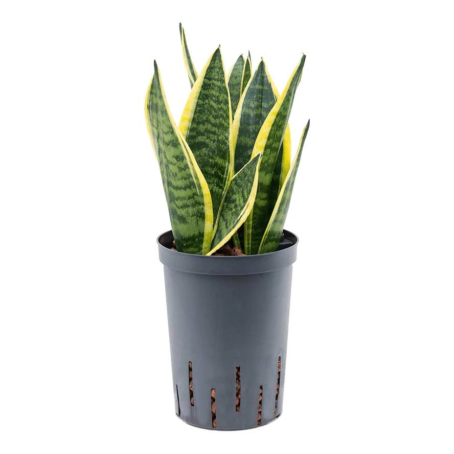Sansevieria Futura Superba - HydroCare 3 Sansevieria Futura Superba - HydroCare - Image 3