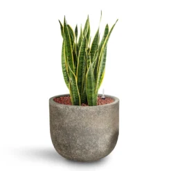 Sansevieria Laurentii - HydroCare -Outlet The Ever Sprout Store Sansevieria Laurentii HydroCare Cement Stone Cody Plant Pot Granite Grey