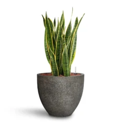 Jesslyn Cement & Stone Plant Pot - Granite Grey -Outlet The Ever Sprout Store Sansevieria Laurentii HydroCare Cement Stone Jesslyn Plant Pot Granite Grey 358d76de 388c 4949 a50d 01281f58f44d