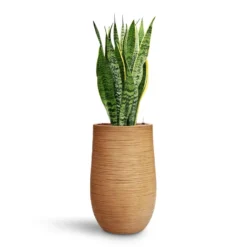 Sansevieria Laurentii - HydroCare -Outlet The Ever Sprout Store Sansevieria Laurentii HydroCare Dune Partner Planter Almond