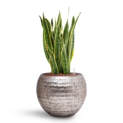 Sansevieria Laurentii - HydroCare -Outlet The Ever Sprout Store Sansevieria Laurentii HydroCare Opus Hammered Globe Planter Silver
