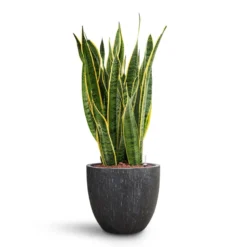 Sansevieria Laurentii - HydroCare -Outlet The Ever Sprout Store Sansevieria Laurentii HydroCare Raindrop Couple Planter Anthracite e17260c1 ad57 4978 963c 1b2a50aab67b