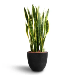 Sansevieria Laurentii - HydroCare -Outlet The Ever Sprout Store Sansevieria Laurentii Hydroculture 28 19 x 80cm Bola Artstone Plant Pot Black 38 x 33cm