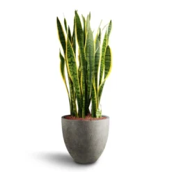 Sansevieria Laurentii - HydroCare -Outlet The Ever Sprout Store Sansevieria Laurentii Hydroculture 28 19 x 80cm Grigio Egg Pot Planter Natural Concrete 40 x 36cm