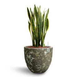 Sansevieria Laurentii - HydroCare -Outlet The Ever Sprout Store Sansevieria Laurentii Hydroculture 28 19 x 80cm Lava Couple Relic Planter Jade 36 x 34cm