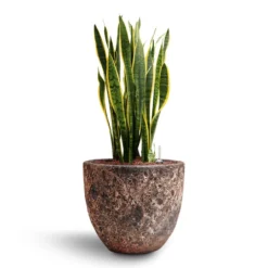 Sansevieria Laurentii - HydroCare -Outlet The Ever Sprout Store Sansevieria Laurentii Hydroculture 28 19 x 80cm Lava Couple Relic Planter Pink 36 x 34cm
