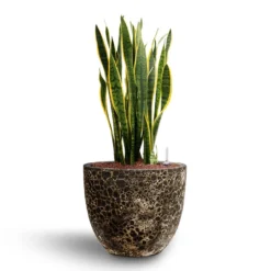 Sansevieria Laurentii - HydroCare -Outlet The Ever Sprout Store Sansevieria Laurentii Hydroculture 28 19 x 80cm Lava Couple Relic Planter Rust 36 x 34cm