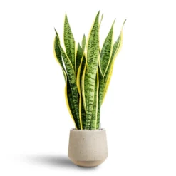 Sansevieria Laurentii - HydroCare -Outlet The Ever Sprout Store Sansevieria Laurentii Hydroculture 28 19 x 80cm Raindrop Tube Round Planter Stone 30 x 26cm