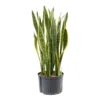 Sansevieria Laurentii - HydroCare