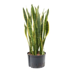 Sansevieria Laurentii - HydroCare