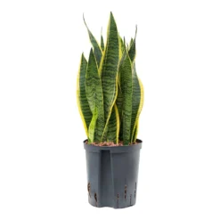 Sansevieria Laurentii - HydroCare -Outlet The Ever Sprout Store Sansevieria Laurentii Hydroculture Indoor Plant Medium