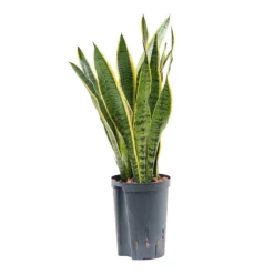 Sansevieria Laurentii - HydroCare -Outlet The Ever Sprout Store Sansevieria Laurentii Hydroculture Indoor Plant Small
