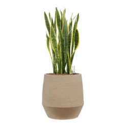 Sansevieria Laurentii - HydroCare -Outlet The Ever Sprout Store Sansevieria Laurentii Hydroculture Humus Plant Pot Concrete