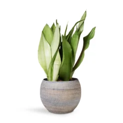 Dex Plant Pot - Earth 21 Dex Plant Pot - Earth -Outlet The Ever Sprout Store Sansevieria Trifaciata Moonshine Snake 12x35cm Dex Plant Pot Earth 17x13cm 86748467 1c29 4aa3 9c84 36e8e8940e2a