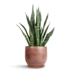 Sansevieria Trifasciata Black Coral - Snake Plant -Outlet The Ever Sprout Store Sansevieria Trifasciata Black Coral Snake Plant 14x50cm Lykke Plant Pot Chestnut Blush 18x16cm