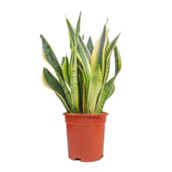 Sansevieria Trifasciata Futura Superba 26 Sansevieria Trifasciata Futura Superba -Outlet The Ever Sprout Store Sansevieria Trifasciata Futura Superba 17x60cm
