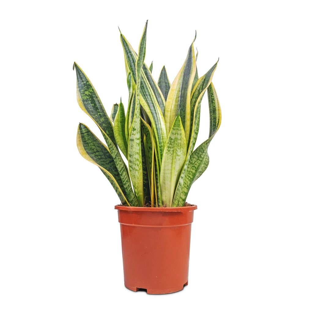 Sansevieria Trifasciata Futura Superba 13 Sansevieria Trifasciata Futura Superba - Image 13