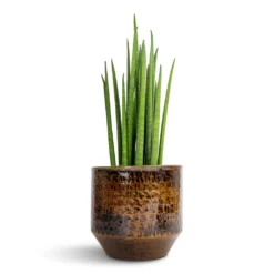 Sansevieria Bacularis Mikado - Snake Plant 10 Sansevieria Bacularis Mikado - Snake Plant -Outlet The Ever Sprout Store Sansevieria bacularis Mikado Snake Plant 12x40cm Sanna Plant Pot Savanna 15x13cm