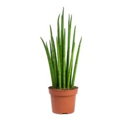 Sansevieria Bacularis Mikado - Snake Plant 9 Sansevieria Bacularis Mikado - Snake Plant -Outlet The Ever Sprout Store Sansevieria bacularis Mikado Snake Plant