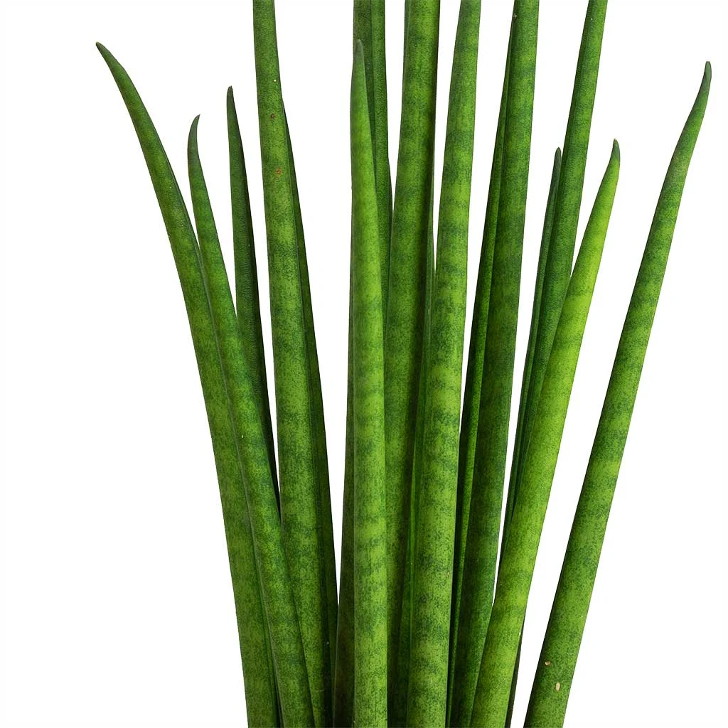 Sansevieria Bacularis Mikado - Snake Plant 2 Sansevieria Bacularis Mikado - Snake Plant - Image 2