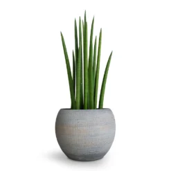 Dex Plant Pot - Earth 16 Dex Plant Pot - Earth -Outlet The Ever Sprout Store Sansevieria cylindrica Spikes Cylindrical Snake Plant 12x40cm Dex Plant Pot Earth 17x13cm 96c42732 1848 4327 b9b1 68f41f01bb19
