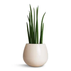 Nova Plant Pot - Cream 9 Nova Plant Pot - Cream -Outlet The Ever Sprout Store Sansevieria cylindrica Spikes Cylindrical Snake Plant 15x50cm Nova Plant Pot Cream 23x18cm