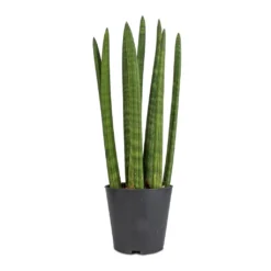 Sansevieria Cylindrica Straight - Cylindrical Snake Plant 17 Sansevieria Cylindrica Straight - Cylindrical Snake Plant -Outlet The Ever Sprout Store Sansevieria cylindrica Straight Cylindrical Snake Plant 12x40cm