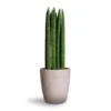 Sansevieria Cylindrica Straight - Cylindrical Snake Plant