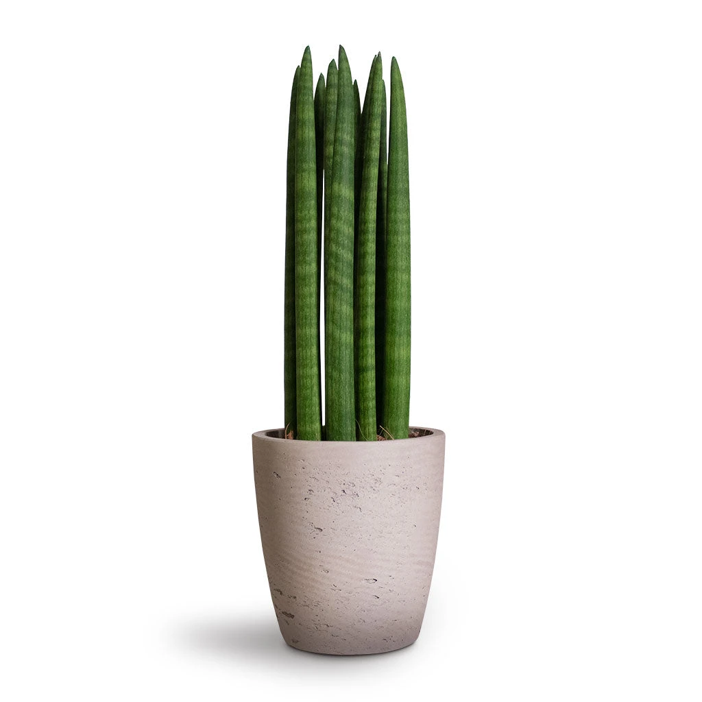 Sansevieria Cylindrica Straight - Cylindrical Snake Plant 1 Sansevieria Cylindrica Straight - Cylindrical Snake Plant