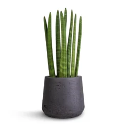 Sansevieria Cylindrica Straight - Cylindrical Snake Plant 16 Sansevieria Cylindrica Straight - Cylindrical Snake Plant -Outlet The Ever Sprout Store Sansevieria cylindrica Straight Cylindrical Snake Plant 12x40cm Patt Plant Pot Black Washed 17x14cm