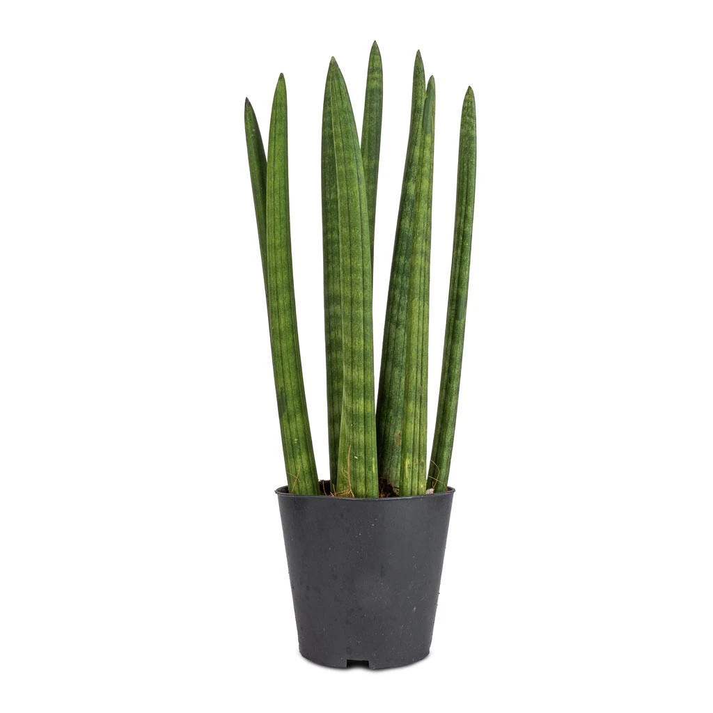 Sansevieria Cylindrica Straight - Cylindrical Snake Plant 6 Sansevieria Cylindrica Straight - Cylindrical Snake Plant - Image 6