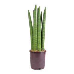 Sansevieria Cylindrica Straight - Cylindrical Snake Plant 19 Sansevieria Cylindrica Straight - Cylindrical Snake Plant -Outlet The Ever Sprout Store Sansevieria cylindrica Straight Cylindrical Snake Plant 15x50cm